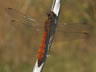 Sympetrum depressiusculum - samec